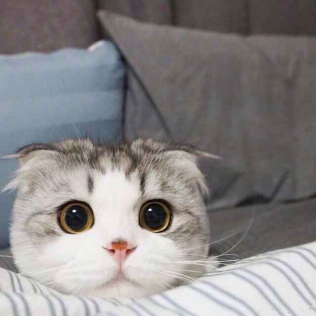 砼