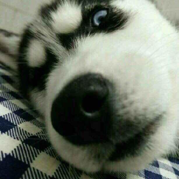 杜鹃う