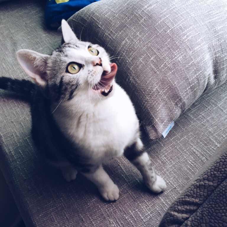 吉 力