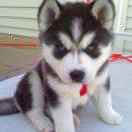 我姓刘却总是离开