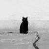 猫。