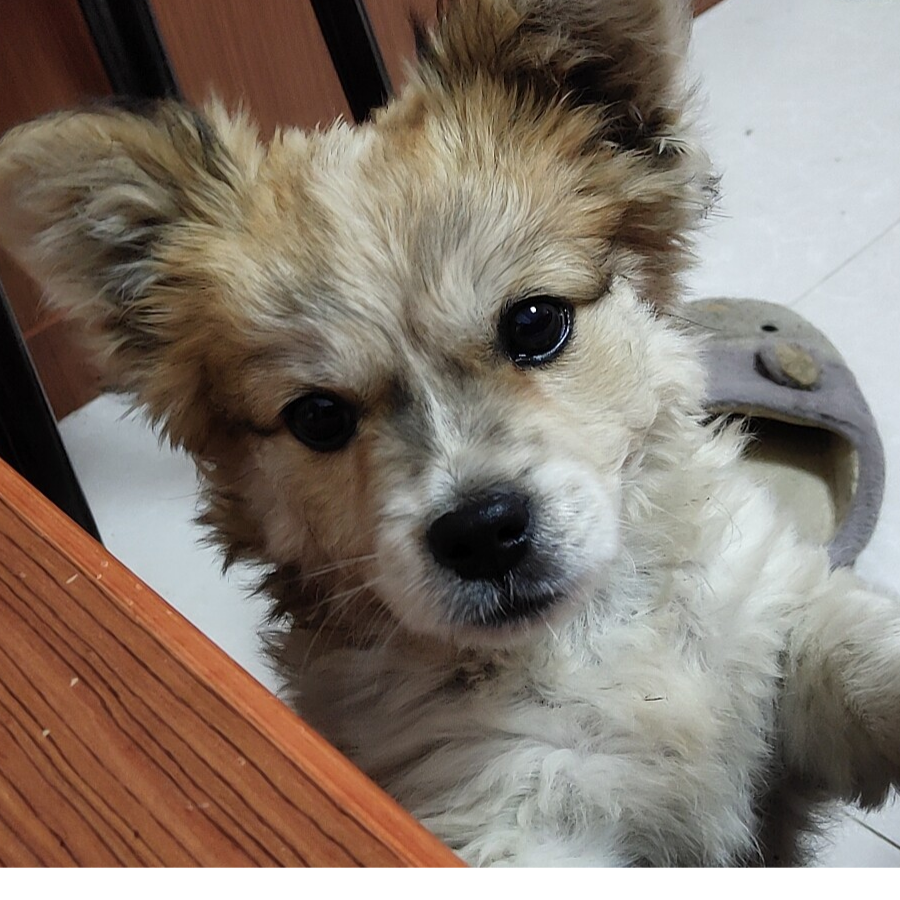 胖狐狸