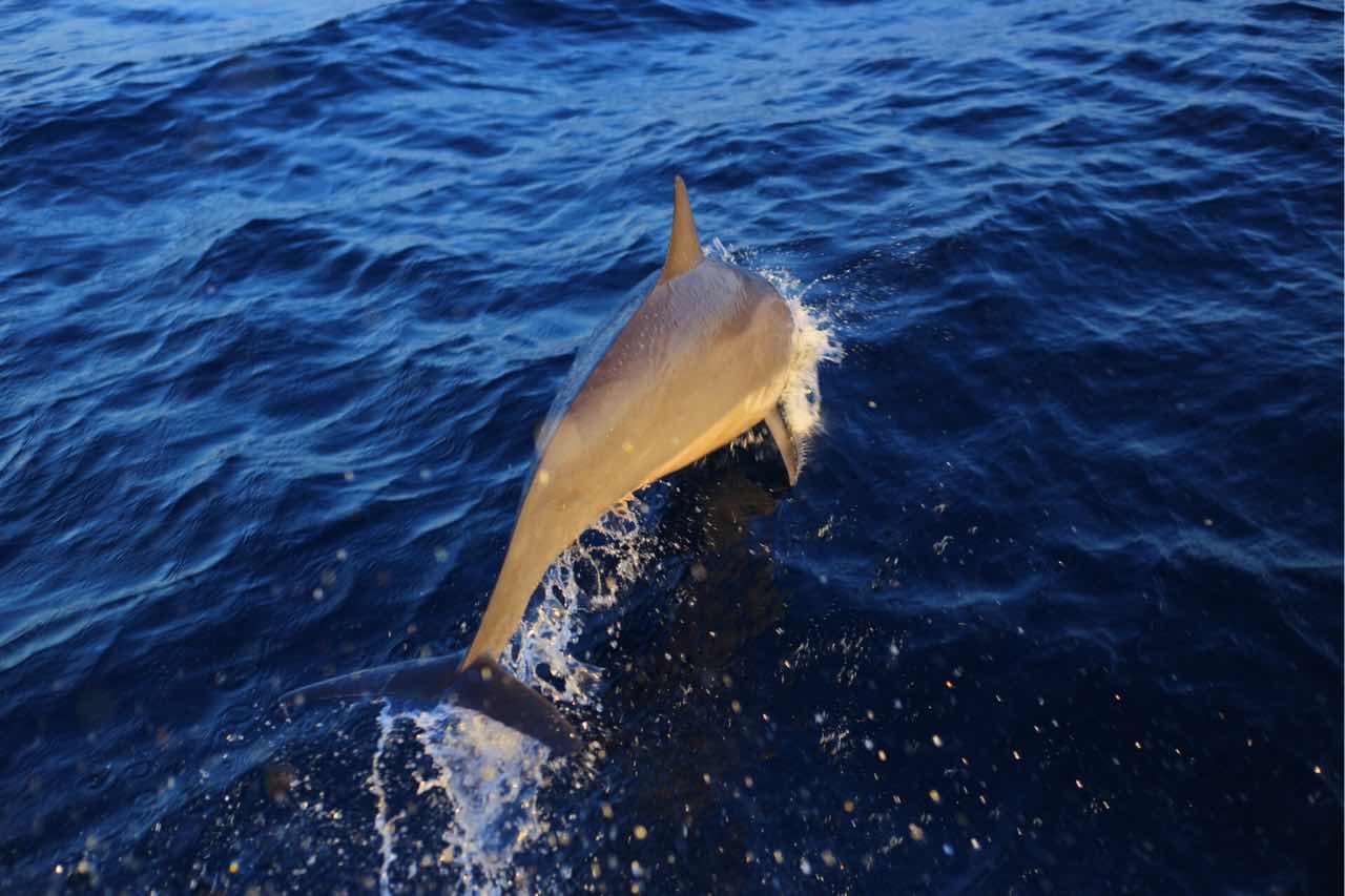 Dolphin🐬