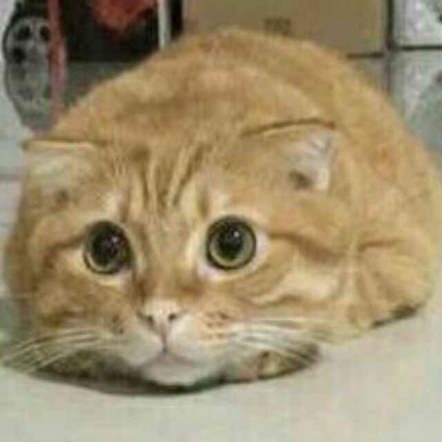 理工兔