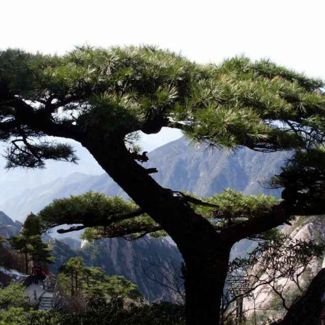 木木奇