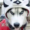 我只土不豪