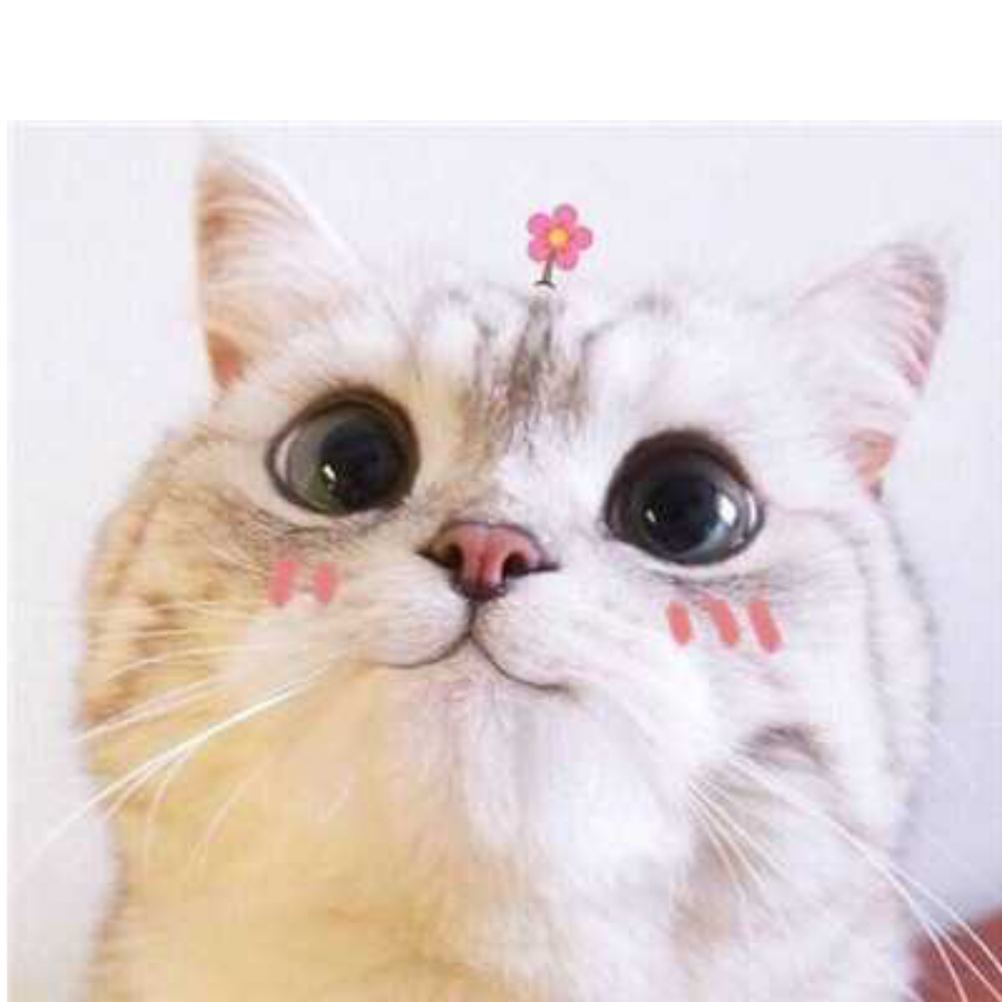 猫咪收集