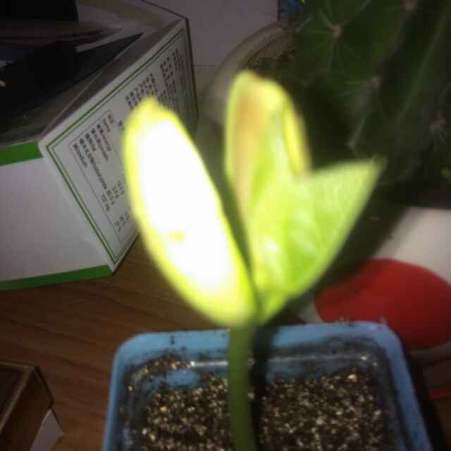 王馨苡