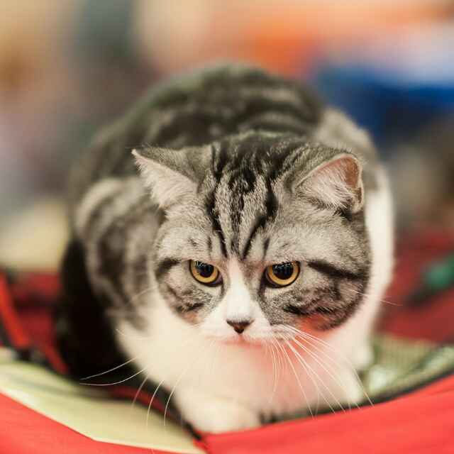 李汶在对你虎视眈眈