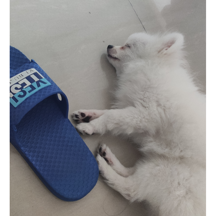 金沙湾扛把子bobble