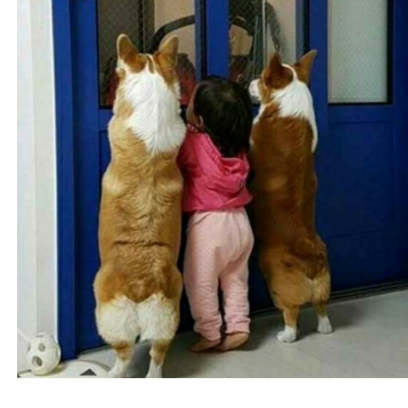 黑猫
