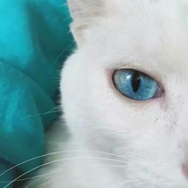 雅痞