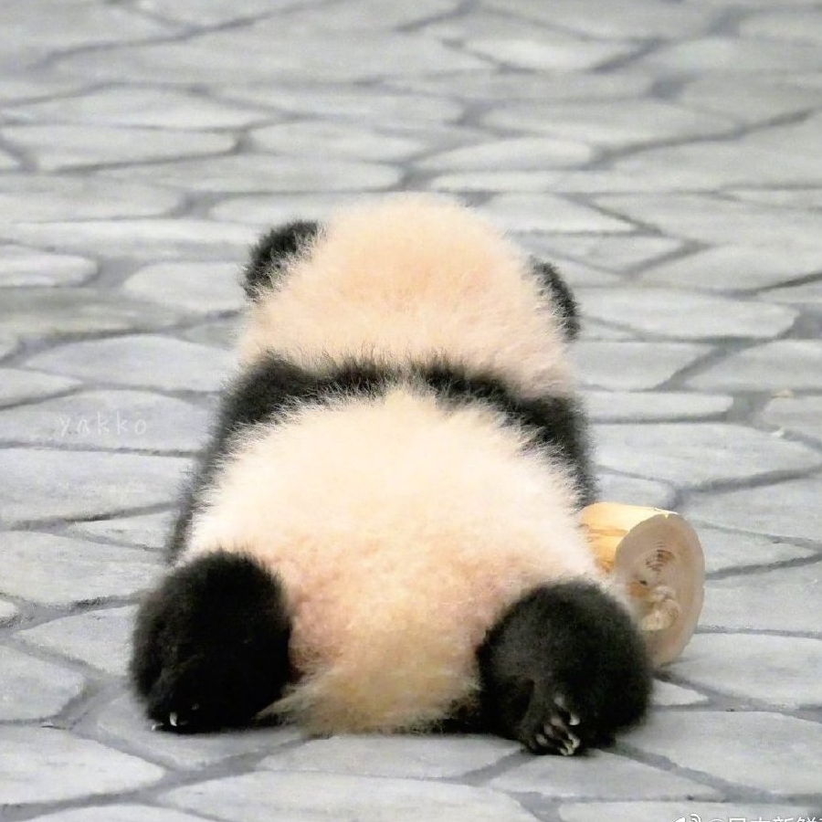 过果果子