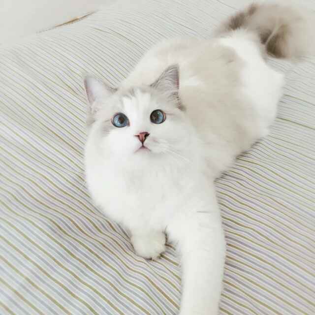 夏