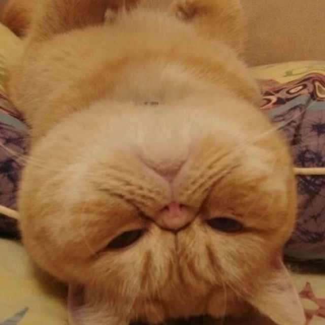 种蘑菇的小提莫