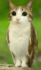 老薛的猫