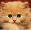 猫猫吃海马