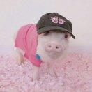 不愿意透露姓名的殷雪卿先生