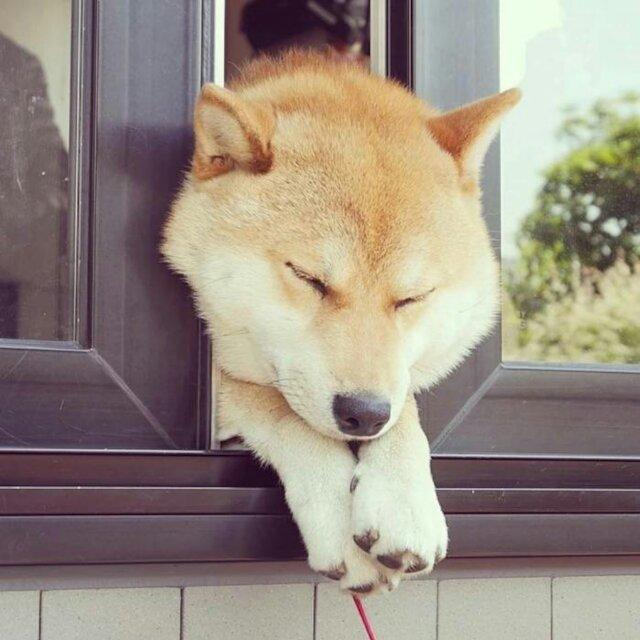 小肥零