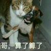 小古走江湖