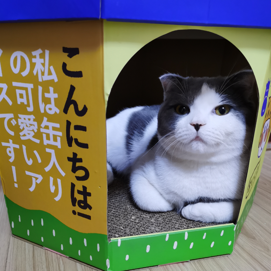贰喵