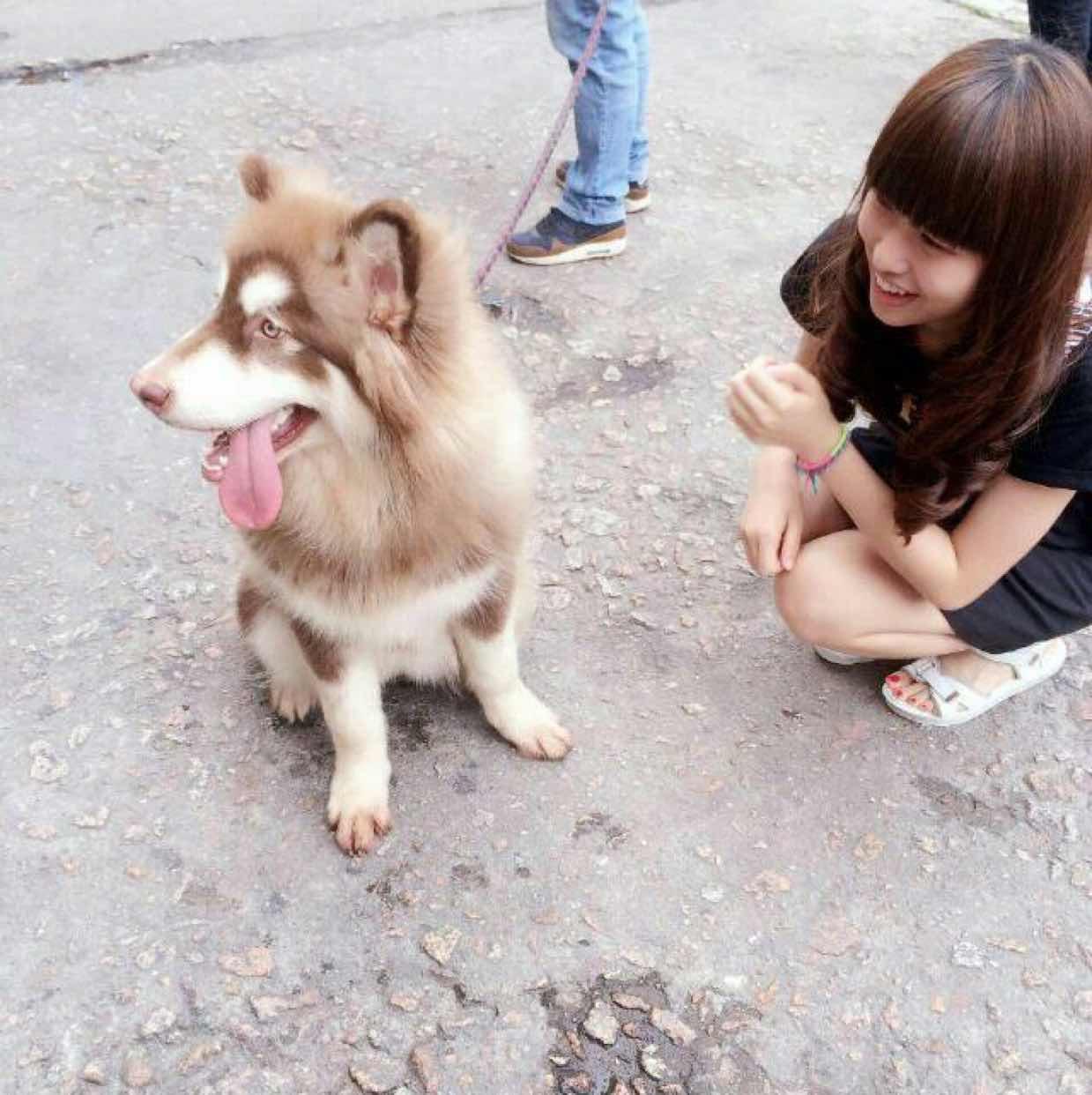 懶羊羊🐏