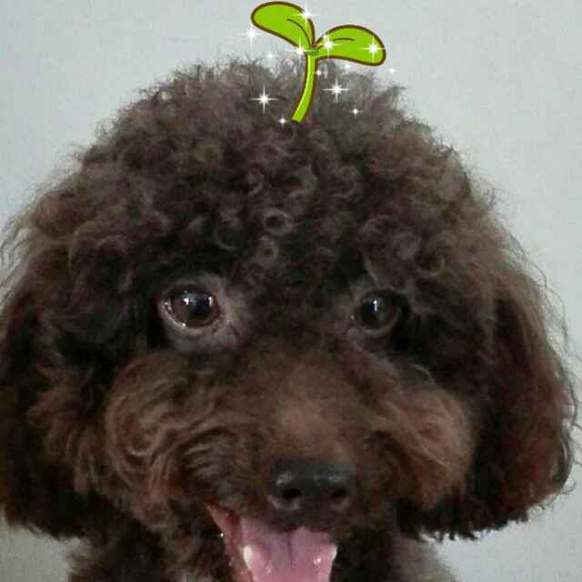 Ginni