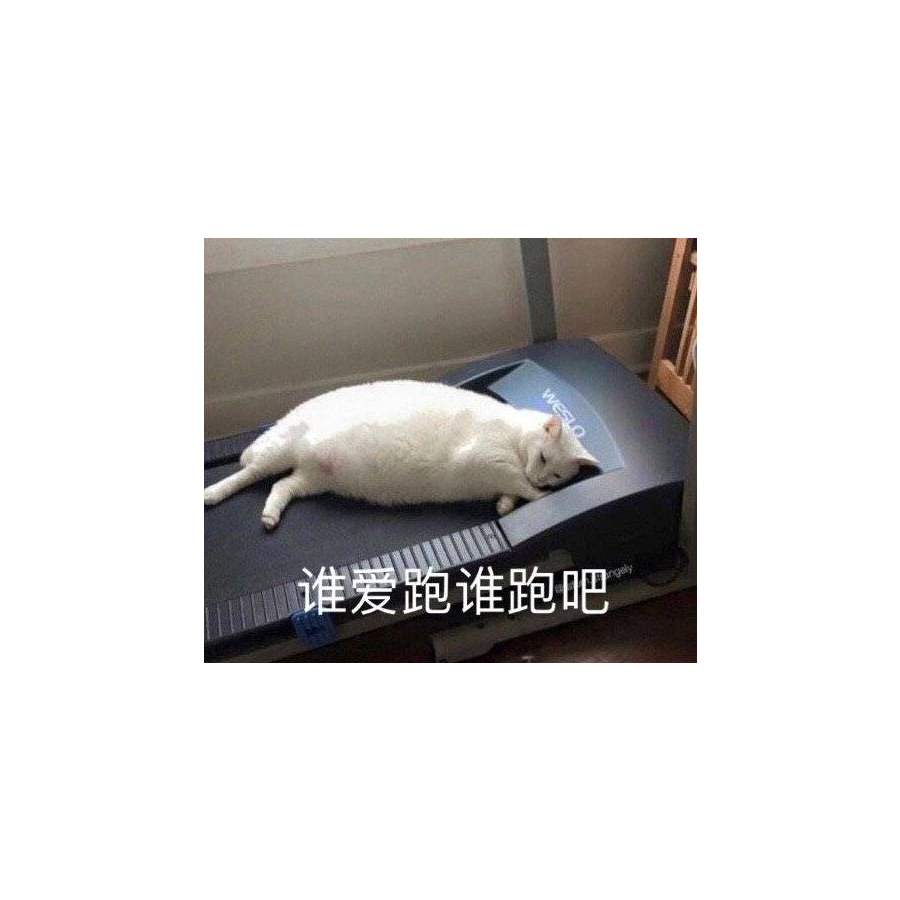 猫猫往前冲