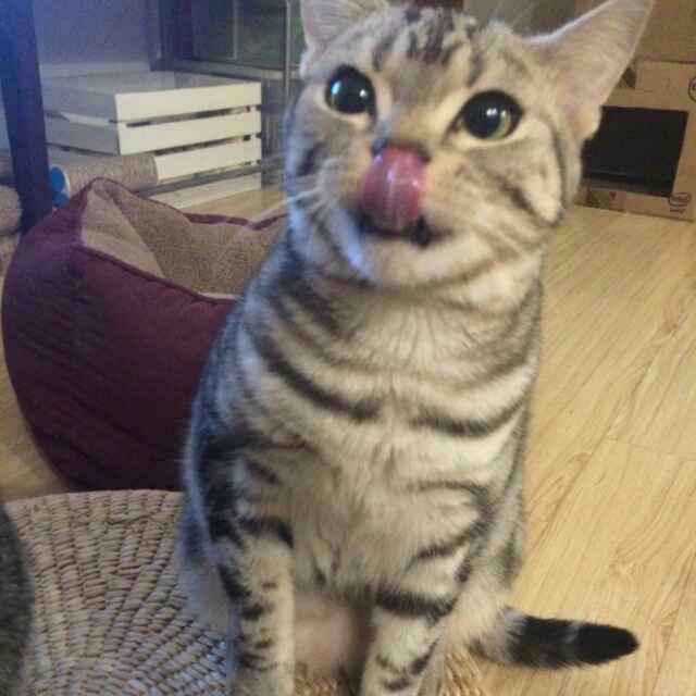黄小豪