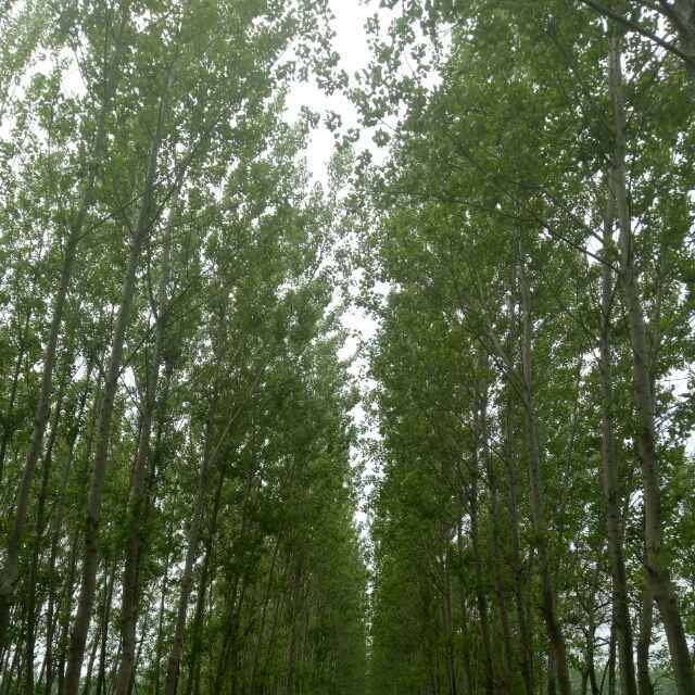 雨落成墨