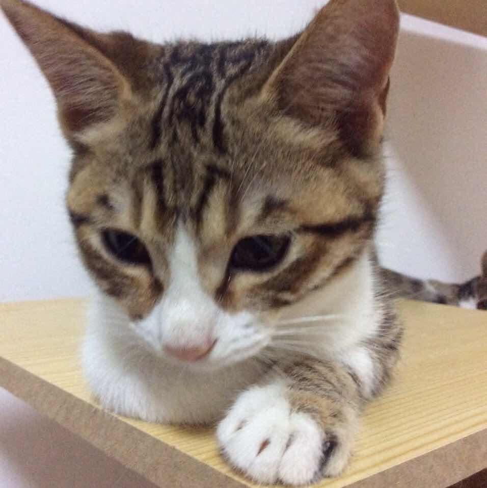 最後の(   )