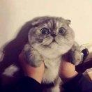 猫鼠