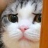 宁猫猫