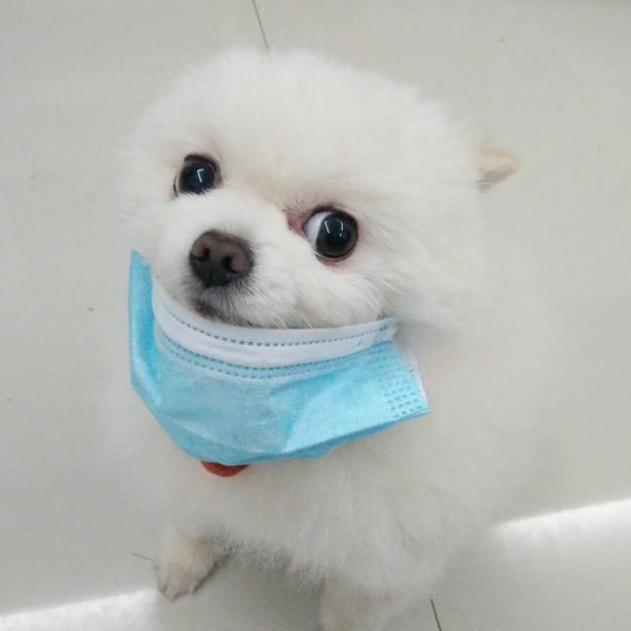 little杨小咩