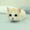 猫型懒惰