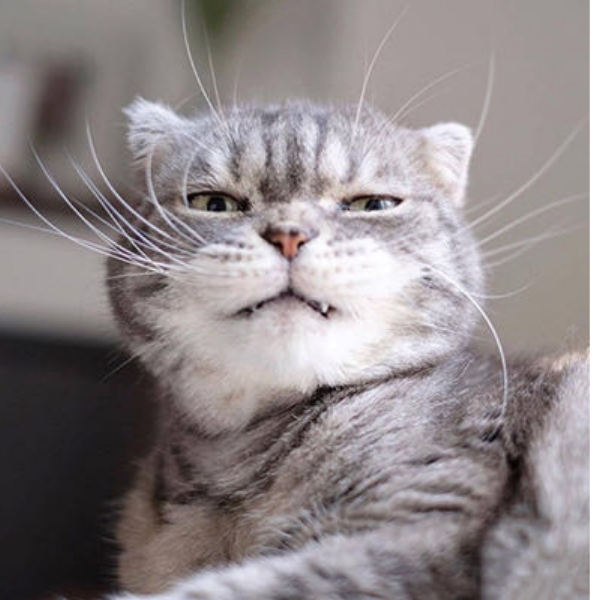 Tom