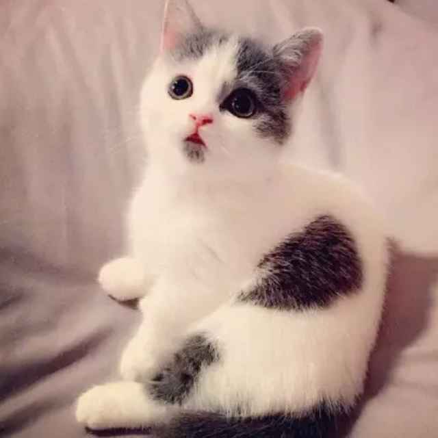傻锋