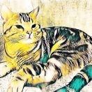 ND
