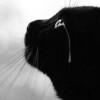 会参禅的猫
