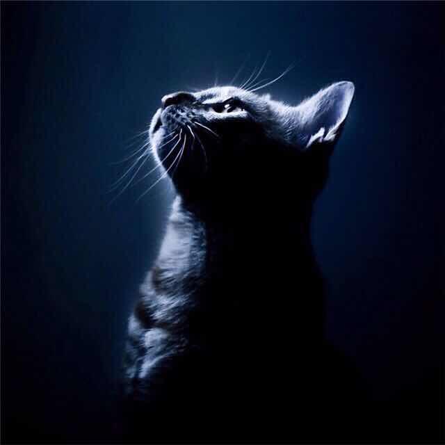 🌙此情可待成追忆