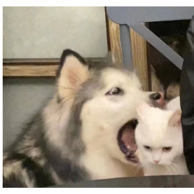 卓歌