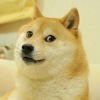 Mr.Singer Doge
