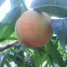 ﺭronking