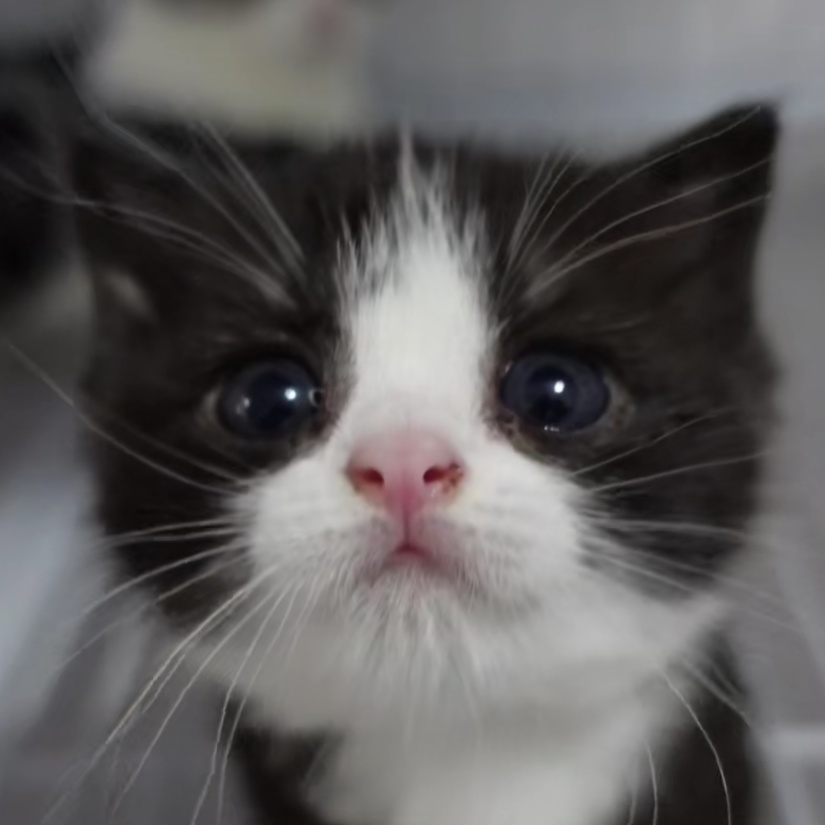 黑猫警长