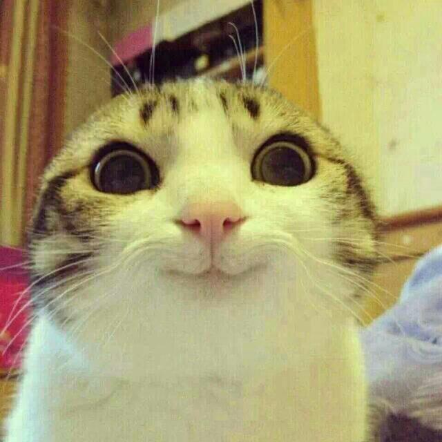 阳磊