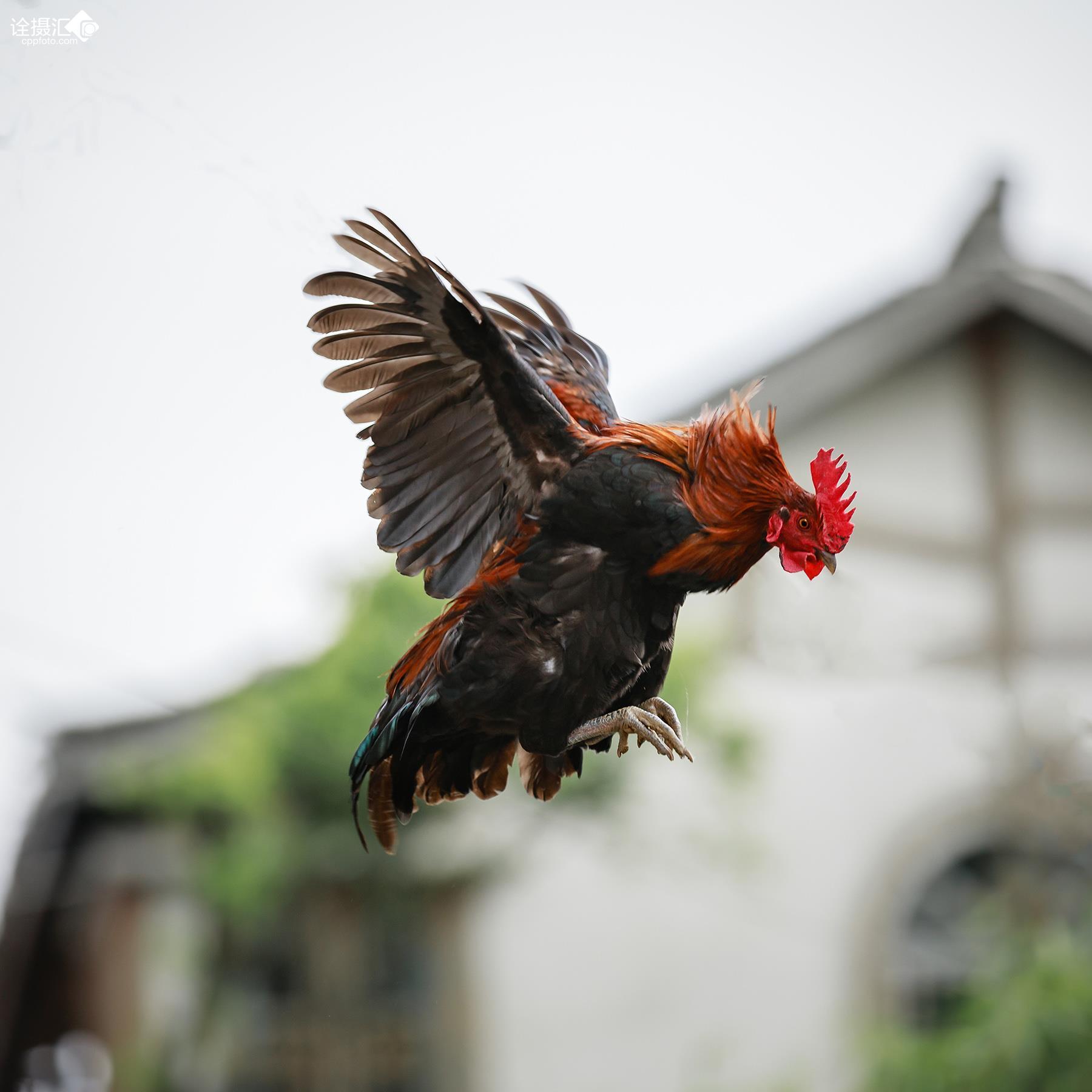 我要飞得更高