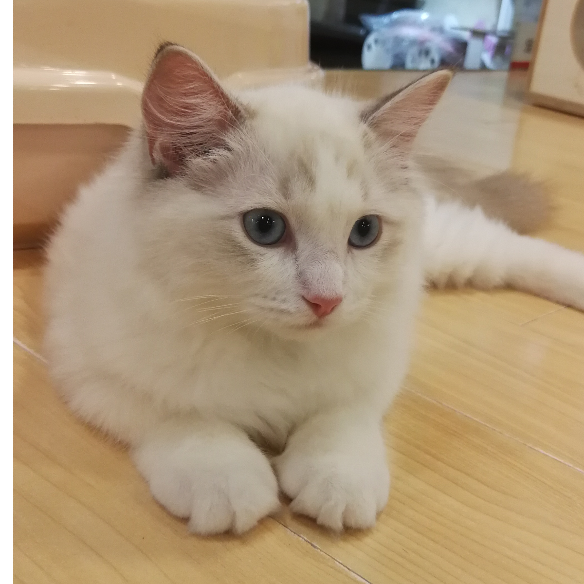沙滩上的猫咪