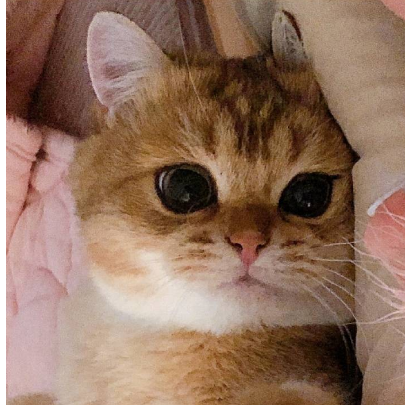 啾咪一口