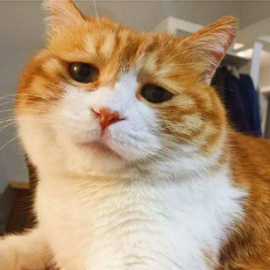 橘猫