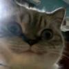 滚滚の小橘猫